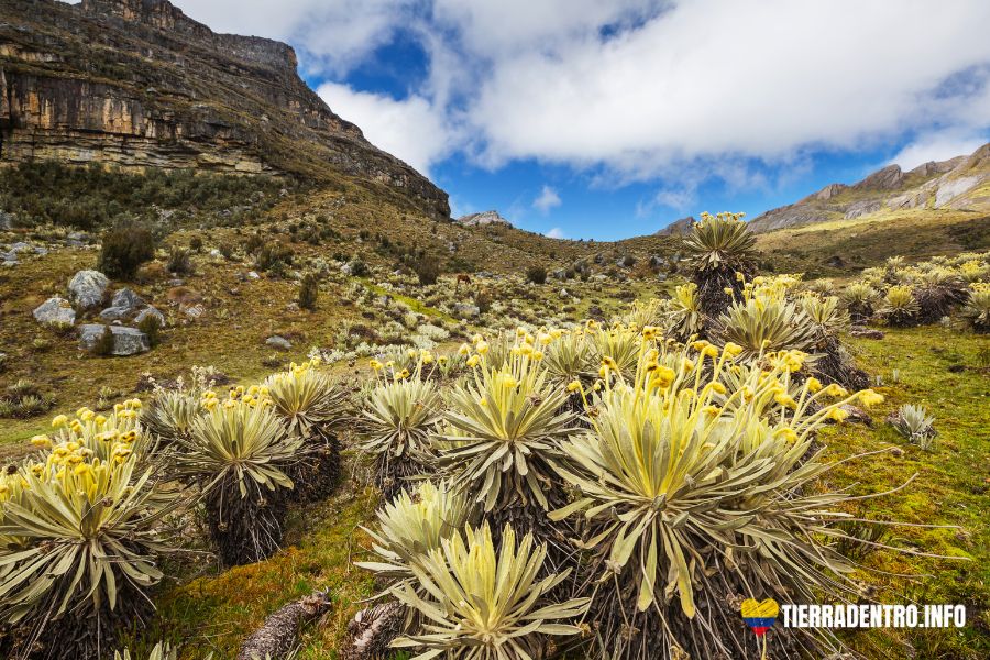 conoce la region andina colombia