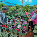 Vivero y Floristeria el Artesano